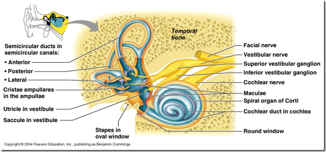 Hearing & Equilibrium | Medatrio